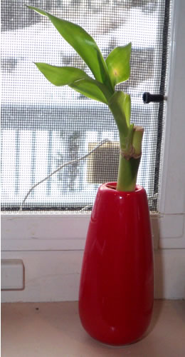 lucky bamboo in red vase