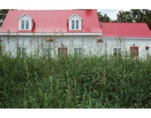 overgrown landscaping