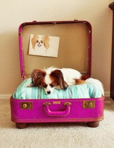 dog bed upcycled from a suitcase