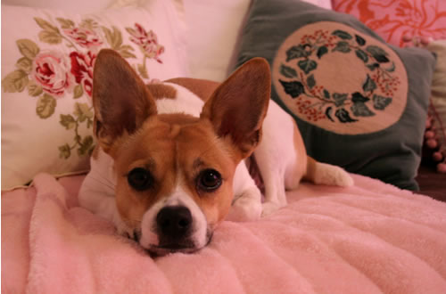 dog on day bed