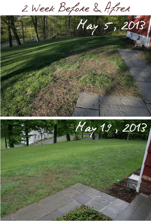 lawn before and after 2 weeks