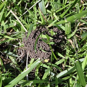 ant hill