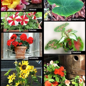 Sun vs Shade- which plants should you choose for container gardening?