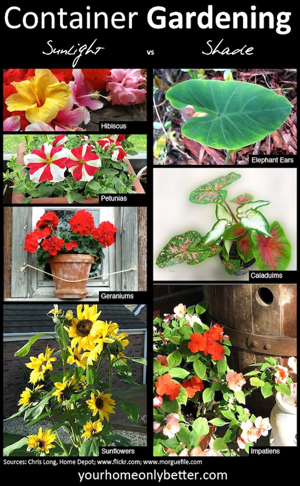 Sun vs Shade- which plants should you choose for container gardening?