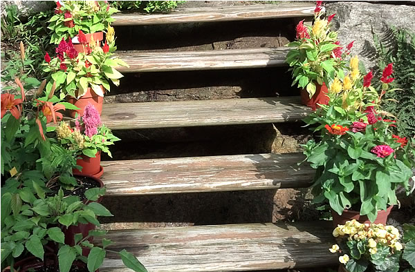 flower container garden on wood steps