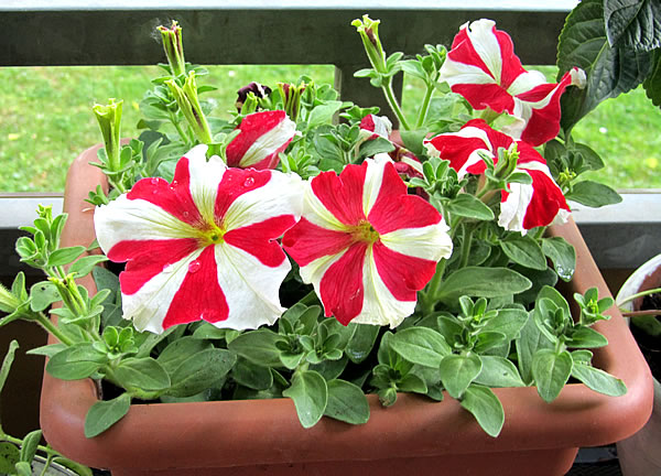 petunia with peppermint stripes