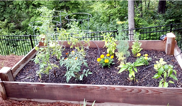 raised garden bed