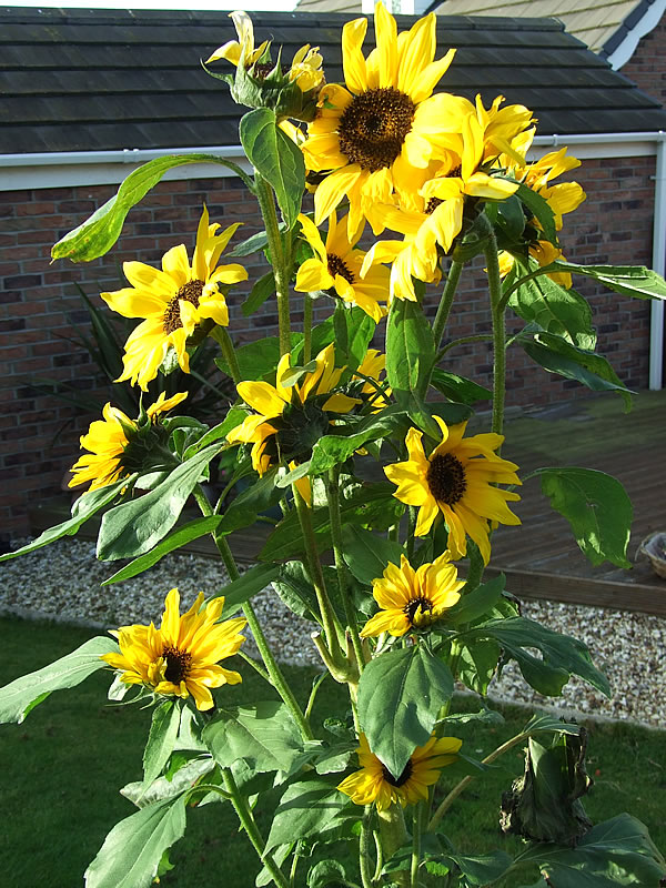 sunflowers