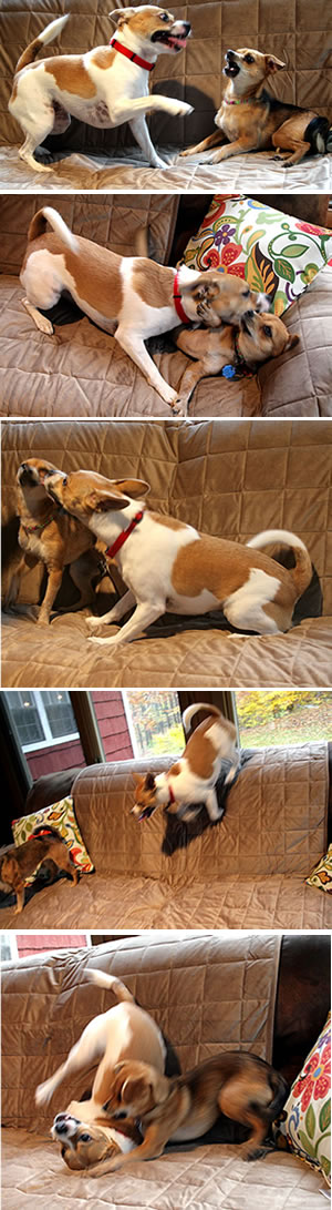 dogs at play on surefit sofa cover