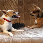 How I Puppy Playdate Tested a SureFIT Sofa Cover