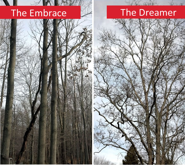 Finding shapes in winter trees on a Sunday walk