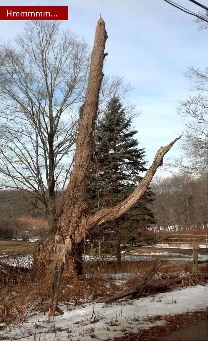 Finding shapes in winter trees on a Sunday walk