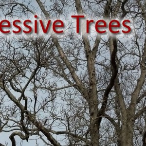 expressive trees on a Sunday walk