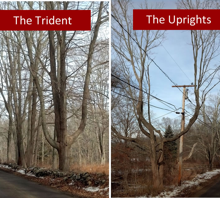 Finding shapes in winter trees on a Sunday walk