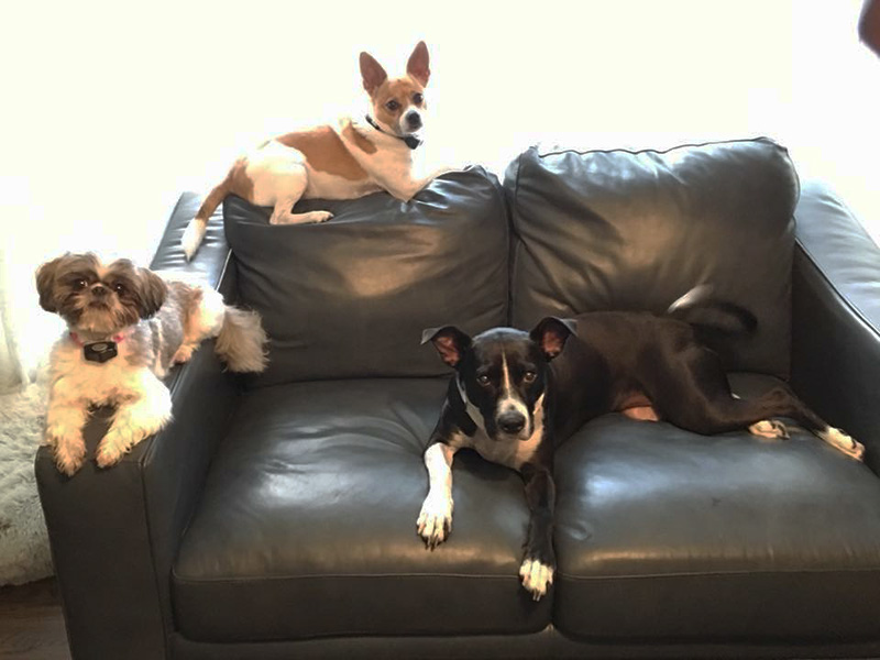 dog friendly living room