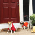 7 Cheap and Easy Fall Decor Ideas for Halloween and Beyond